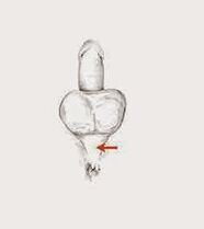 potentsialni oshirish uchun potentsial mushaklar va ularning kuchlanishi